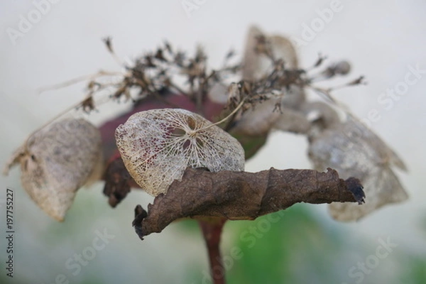 Fototapeta FEUILLES D AUTOMNE