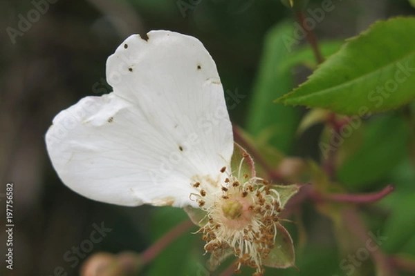 Fototapeta PETALE COEUR
