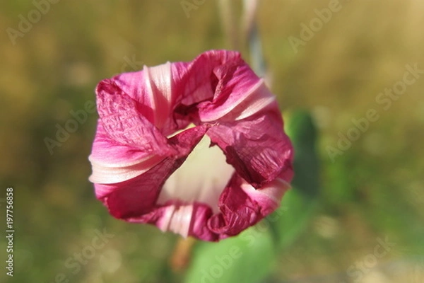 Fototapeta fleur pliee