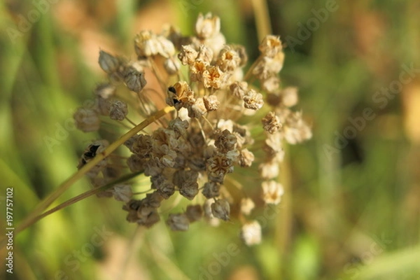 Fototapeta FLEUR SECHEE 