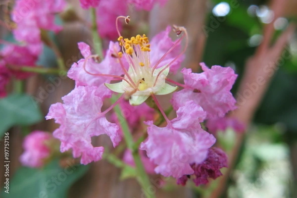 Fototapeta FLEUR VIOLETTE