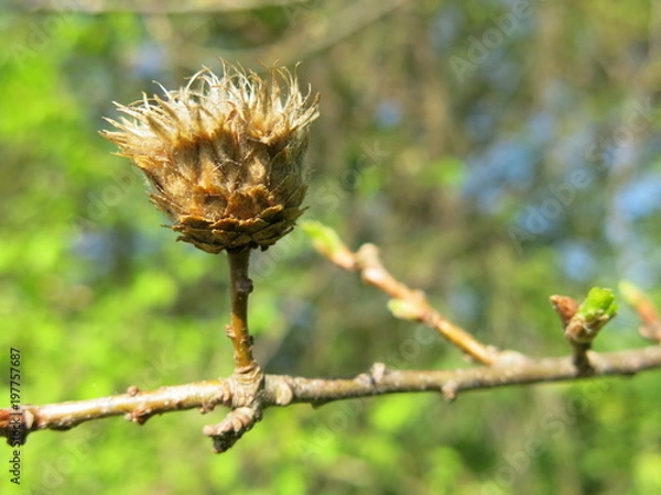 Fototapeta bourgeon sur sa branche