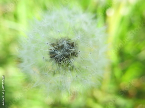 Fototapeta FLEUR DE PISSENLIT