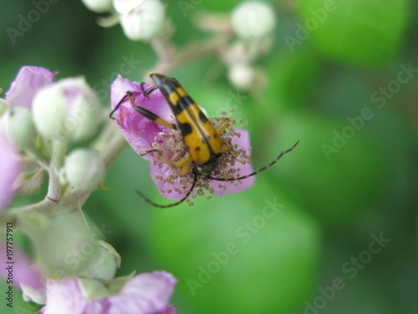 Fototapeta insecte a antennes