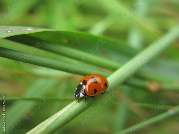 Fototapeta COCCINELLE