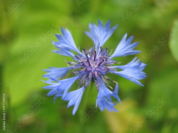Fototapeta FLEUR DES CHAMPS BLEUET