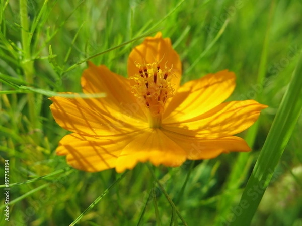 Fototapeta fleur jaune