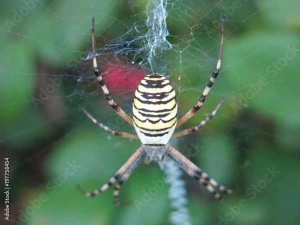 Fototapeta ARAIGNEE A RAYURES 