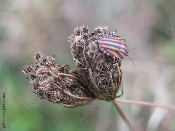Fototapeta insecte  a rayures
