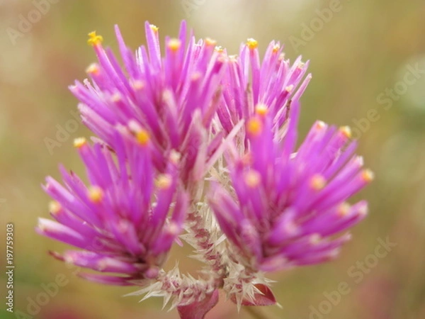 Fototapeta FLEURS PICPIC VIOLETTE