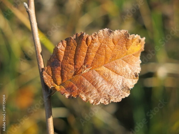 Fototapeta feuille d automne
