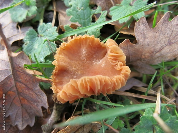 Fototapeta Champignon