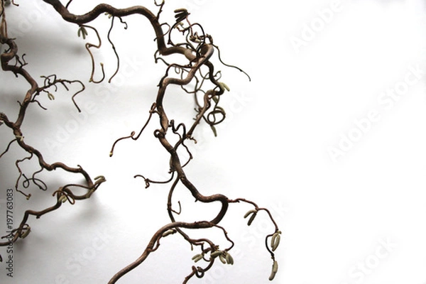 Fototapeta corkscrew hazel (Corylus avellana 'Contorta') branch with white background