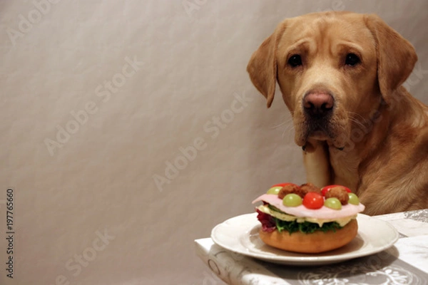Fototapeta dog wants food on the plate but does not have permission from its owner. And because he understands what the word NO means, he does not touch the food