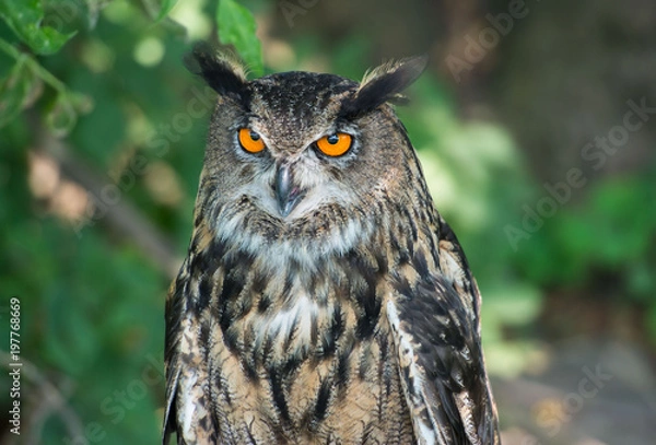 Obraz eagle-owl, Bubo bub, puchacz