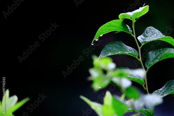 Obraz あじさいの葉