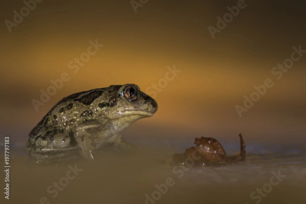 Obraz Pelobate fosco