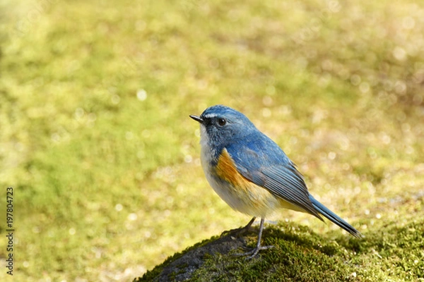 Obraz 岩の上のルリビタキ