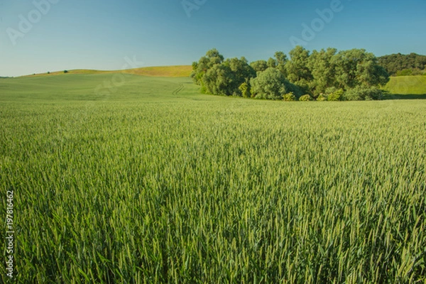 Fototapeta Weizenfeld