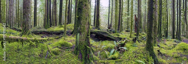 Fototapeta Panorama of Golden Ears Provincial Park, British Columbia Canada
