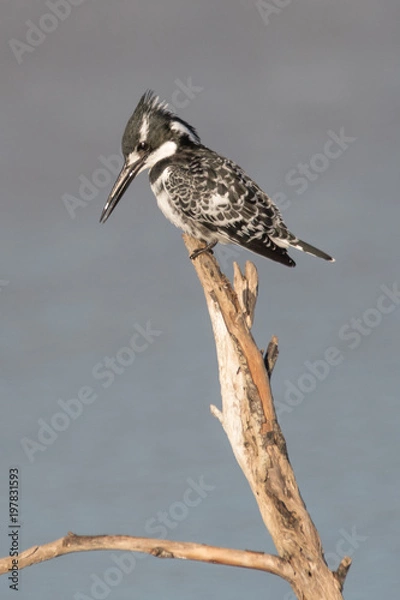 Obraz Kingfisher