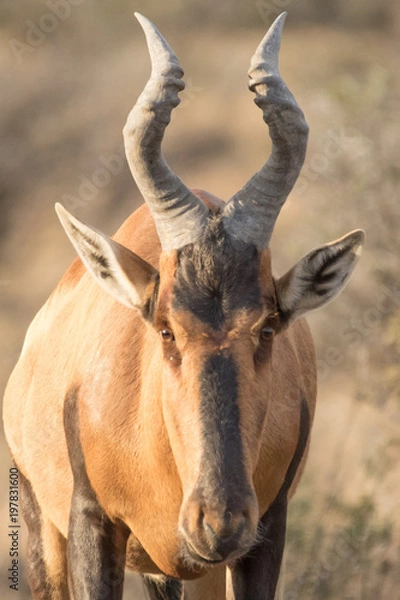 Obraz Hartebeest