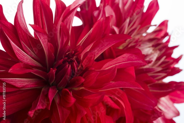 Obraz 赤いダリアの花