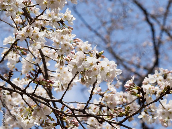 Obraz OLYMPUS DIGITAL CAMERA