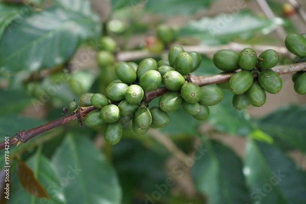 Obraz Coffee beans