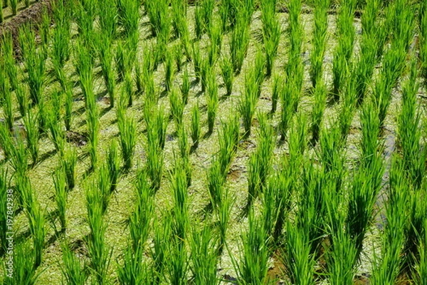 Obraz Rice field