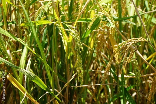 Obraz Rice field