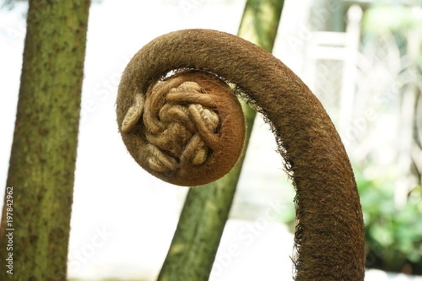 Obraz Elephant plant 