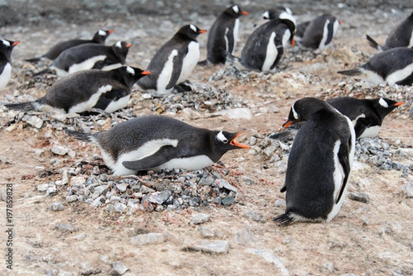 Fototapeta Gentoo penguin in nest aggressive open beak