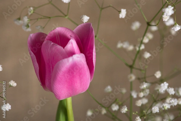 Obraz pink tulip surrounded by white small flowers