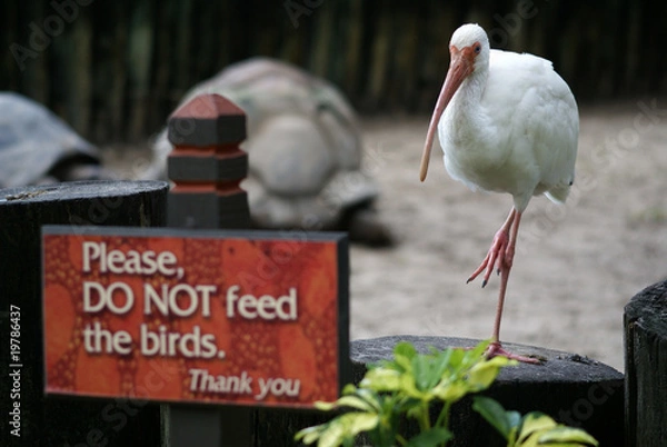 Fototapeta White ibis and the table with worning "Do not feed the birds"