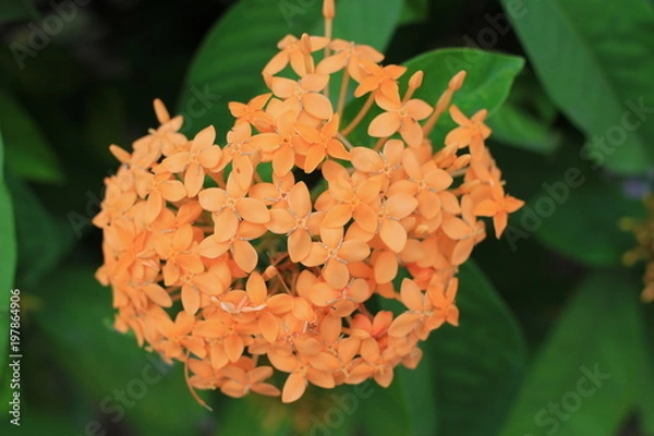 Obraz Jungle geranium flower yello collor close up