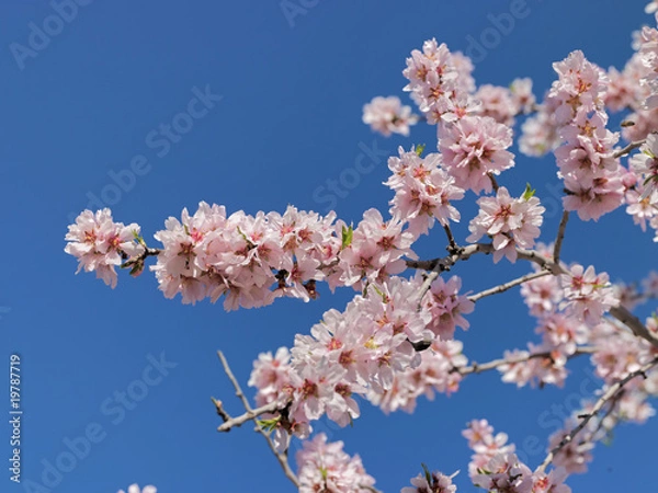 Obraz Mallorca, Mandelblüte