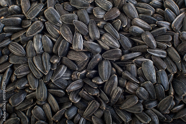 Fototapeta Sunflower seeds close up. Macro. Whole background.