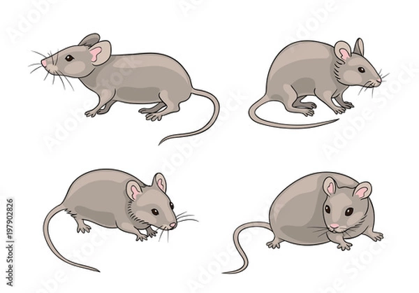 Obraz Szare myszy - ilustracji wektorowych