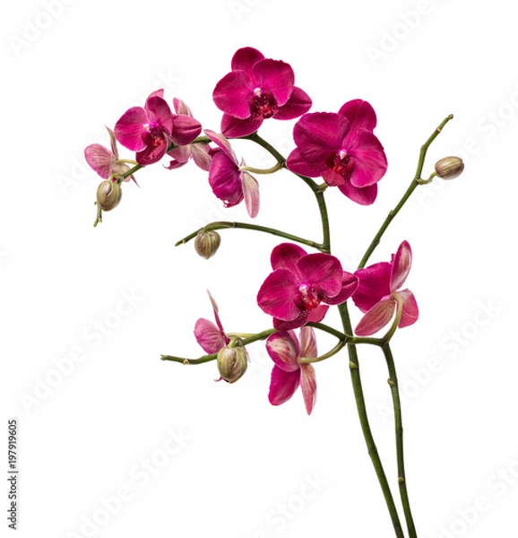 Obraz Kwiaty orchidei izolowane na białym tle