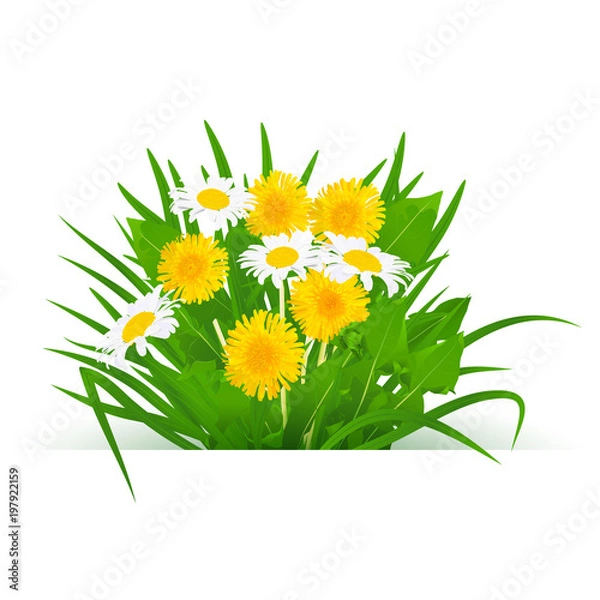 Fototapeta realistic bouquet of dandelion flowers with chamomile leaves and grass on a white background.