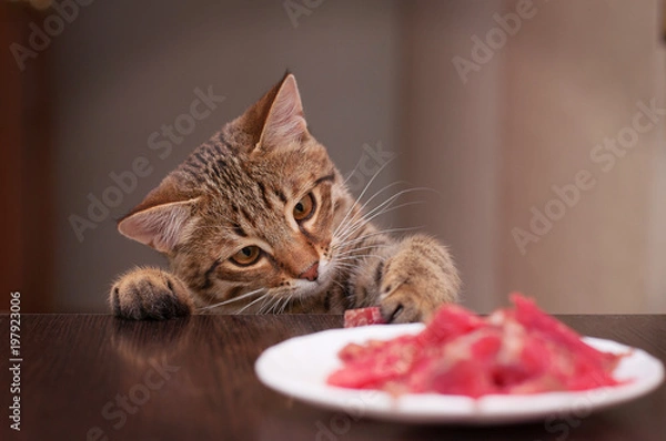 Fototapeta cat thief