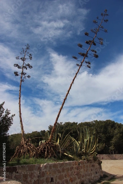 Obraz Unusual flowers