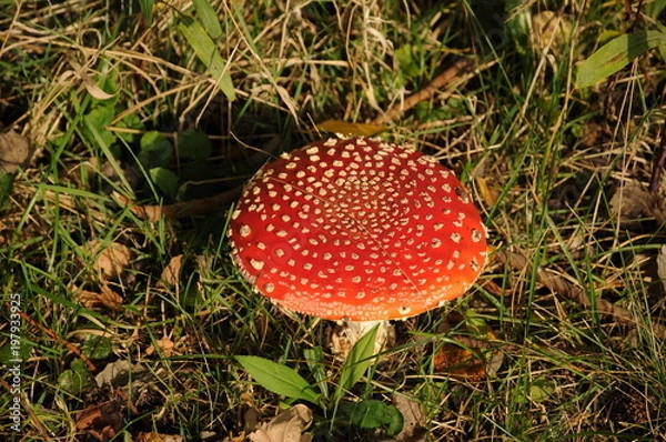 Fototapeta Red fly agaric in sunlight