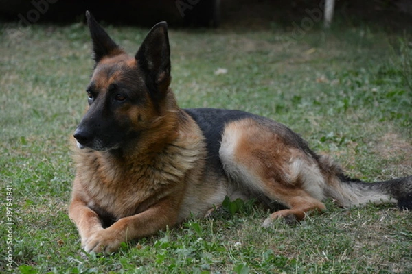 Fototapeta german shepherd