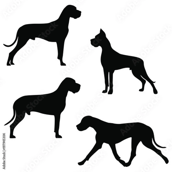 Fototapeta Set of icons of great dane. Vector image of dog silhouettes in different poses on white background for your design.