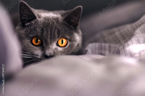 Obraz Katze versteckt