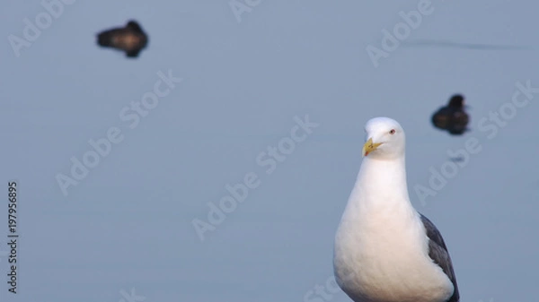 Fototapeta カモメ