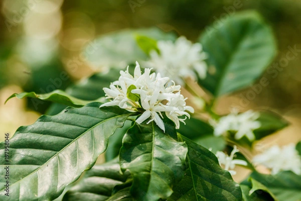 Obraz white  coffee flower on coffee tree,