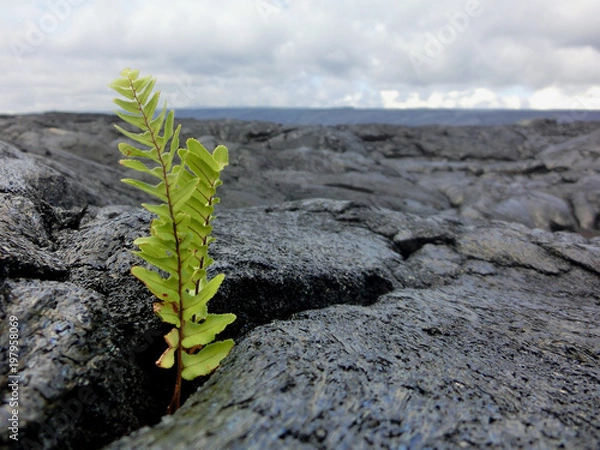 Obraz Tiny fern seedling sprouting from new black lava rock